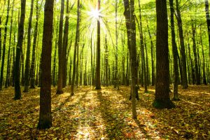 Beheerde bossen voor karton en papier productie
